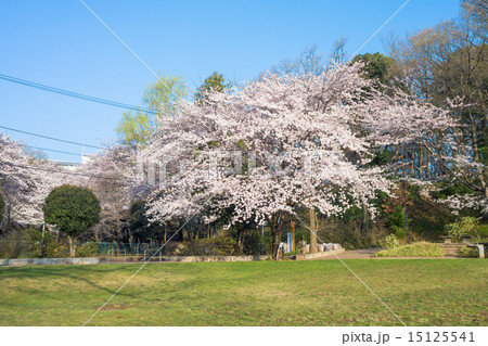 黒鐘公園の桜 15125541