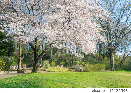 黒鐘公園の桜 黒鐘公園の桜 15125543