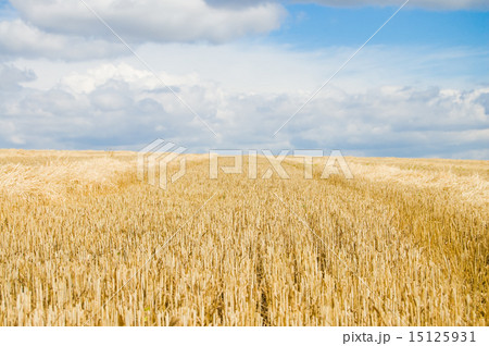 after harvesting after harvesting 15125931