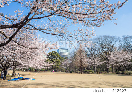 北の丸公園の桜 15126074