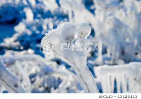 frozen plant 15126115