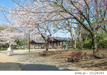 北の丸公園の桜 15126265