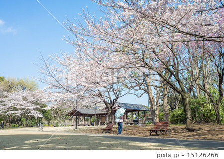 北の丸公園の桜 15126266