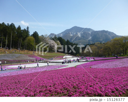 羊山公園の芝桜 15126377
