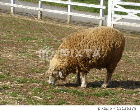 羊山公園の羊 15126378