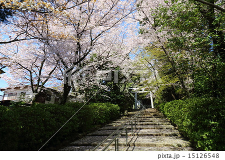京都　宗忠神社　桜咲く参道 15126548