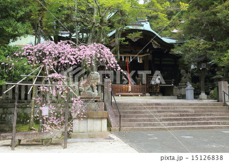 京都　岡崎神社の紅枝垂れ桜 15126838