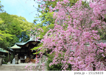 京都　岡崎神社の紅枝垂れ桜 15126839