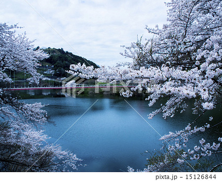 月ヶ瀬の桜 15126844