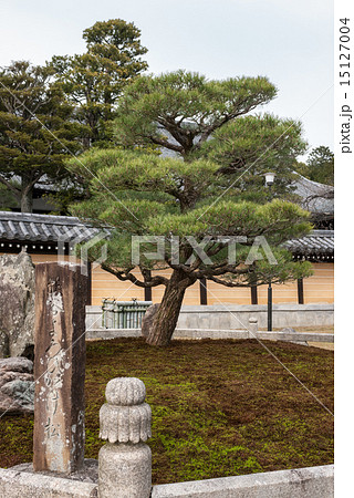 くろ谷　金戒光明寺　熊谷直実鎧掛けの松 15127004