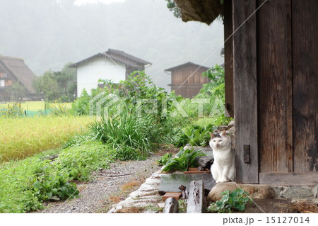 古民家と猫の写真素材