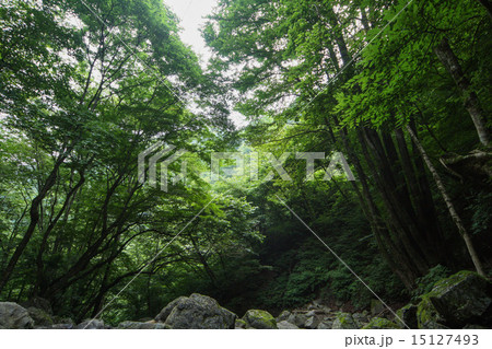 海沢渓谷 15127493