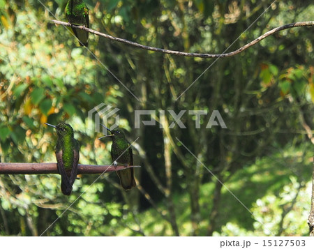 二羽のハチドリ 15127503