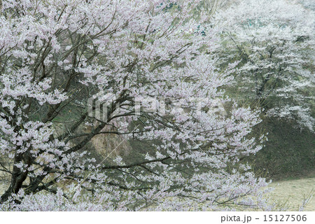朝靄のおぼろ桜 15127506