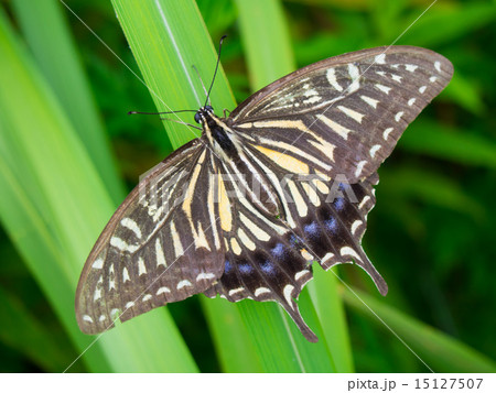 アゲハ アゲハ 15127507