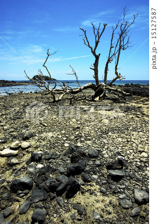 alone alone 15127587