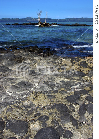 rocks and tree rocks and tree 15127631