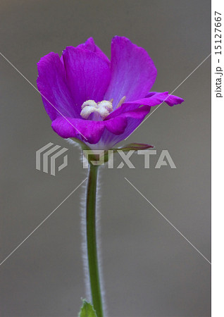 violet carnation in grey violet carnation in grey 15127667