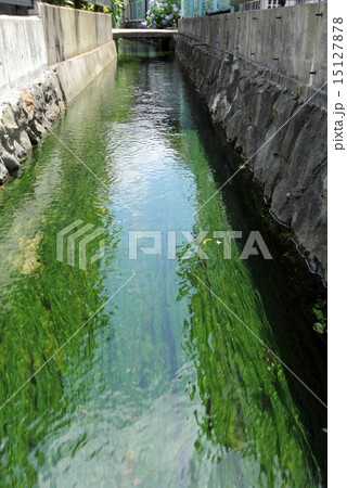 松本の湧水 15127878