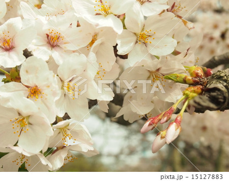 蕾から開花まで 15127883