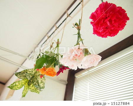 ドライフラワーになれ 15127884