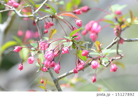 花かいどうの写真素材