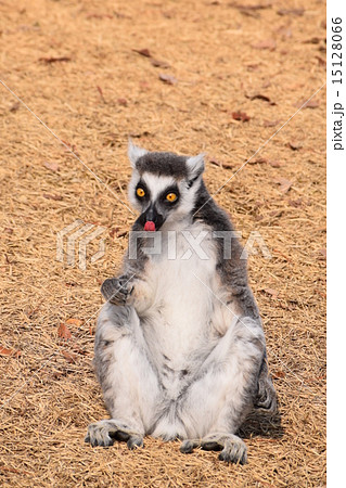 舌を出す　ワオキツネザル 15128066