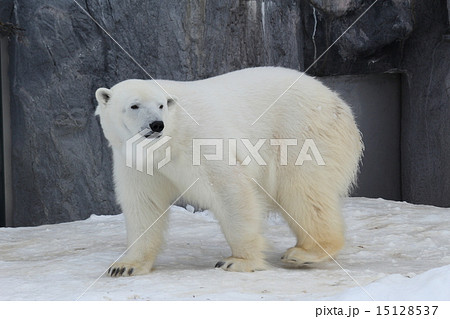 旭山動物園の動物 旭山動物園の動物 15128537