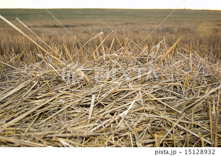 straw on sunset 15128932