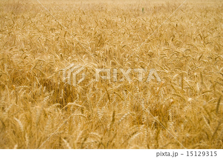 gold field gold field 15129315