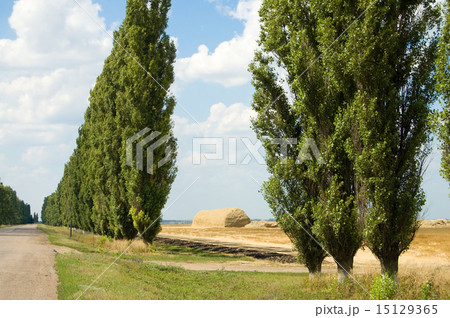 trees way stack 15129365