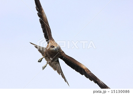 羽を広げて飛んでる正面からのトンビ 顔がくっきりの写真素材