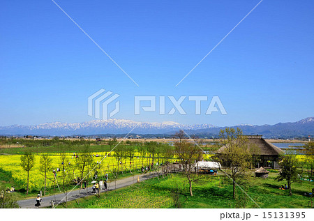 春の福島潟(新潟市) 春の福島潟(新潟市) 15131395