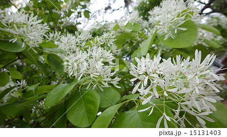 なんじゃもんじゃ 15131403