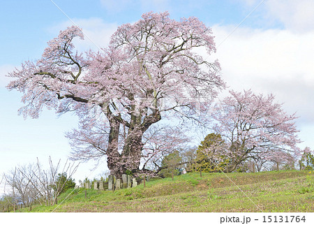 塩ノ崎の大ザクラ-06 塩ノ崎の大ザクラ-06 15131764
