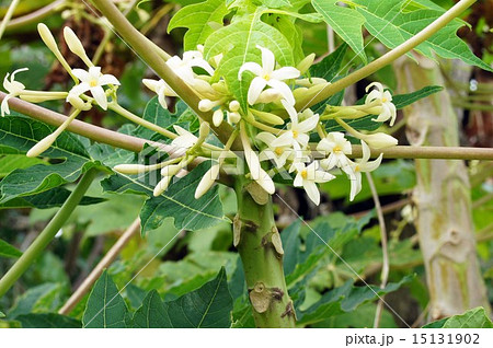 パパイヤの花の写真素材