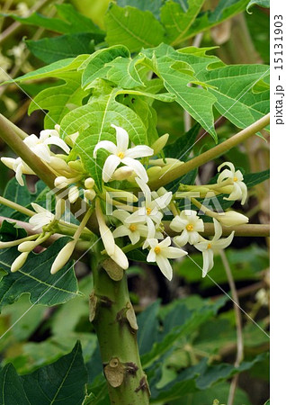 パパイヤの花 パパイヤの花 15131903
