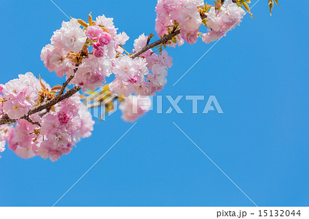 八重桜 普賢象 八重桜 普賢象 15132044
