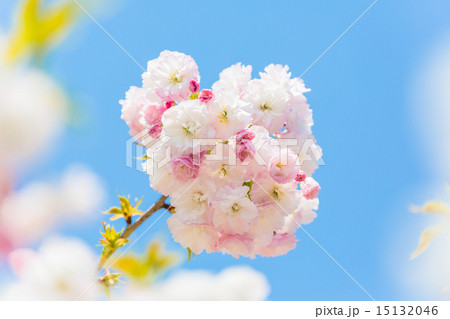 八重桜 普賢象 八重桜 普賢象 15132046