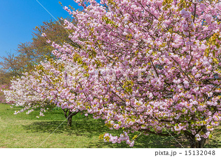 三刀屋川　河川敷公園の八重桜 15132048
