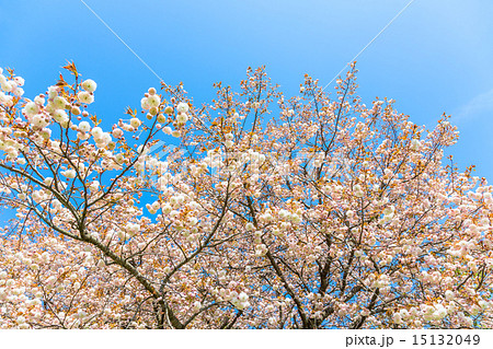 八重桜 普賢象 八重桜 普賢象 15132049