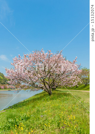 八重桜 福禄寿 八重桜 福禄寿 15132074