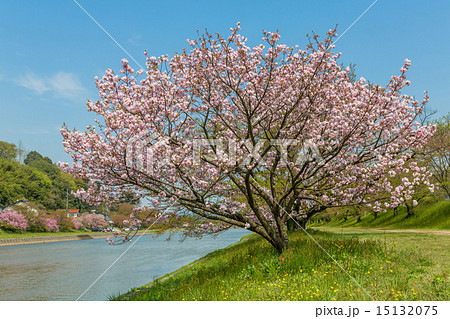 八重桜 福禄寿 八重桜 福禄寿 15132075