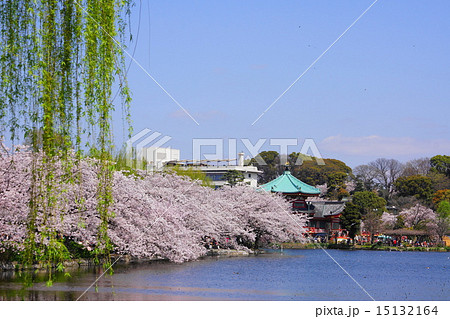 4月都市の風景・街並み770桜並木の上野公園 15132164