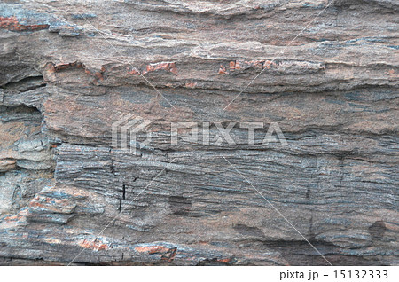 珪化木（なるさわ富士山博物館･鉱石ミュージアム／山梨県南都留郡鳴沢村） 15132333