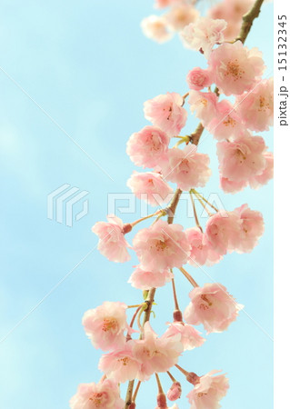 八重咲きの枝垂れ桜 八重咲きの枝垂れ桜 15132345