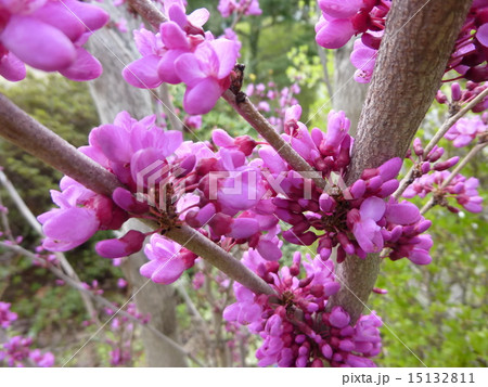 ハナズオウ 15132811