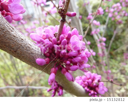 ハナズオウ ハナズオウ 15132812