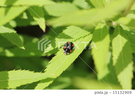 ダンダラテントウ０４ 15132909