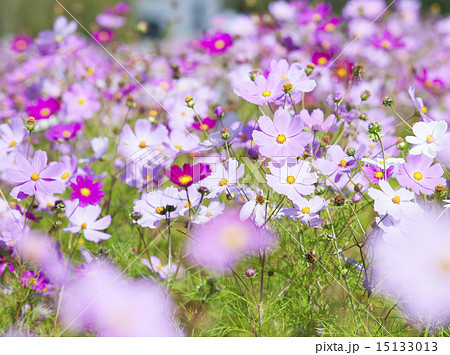 コスモス 15133013